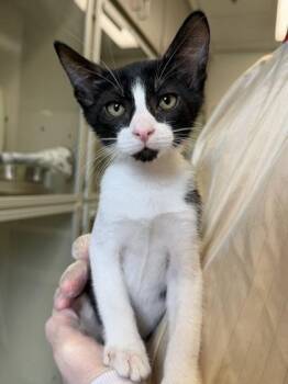 Chicken -  Domestic Short Hair Cat for Adoption in Bellevue, Washington - Chicken | PetCurious