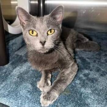 Irma -  Domestic Short Hair Cat for Adoption in Las Vegas, Nevada - Irma | PetCurious