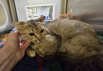 Ally -  Domestic Short Hair Cat for Adoption in Dickson, Tennessee - Ally | PetCurious