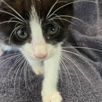 Po -  Domestic Short Hair Cat for Adoption in Volcano, Hawaii - Po | PetCurious