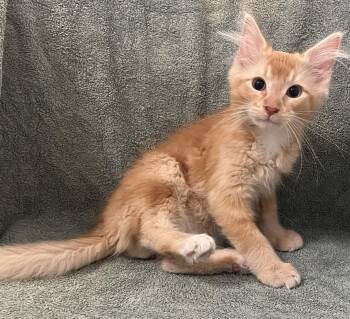 Domestic Medium Hair Cats Available for Adoption in Buffalo, Minnesota - Citrus | PetCurious