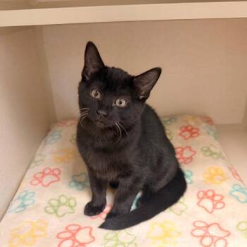 Boba -  Domestic Short Hair Cat for Adoption in Pagosa Springs, Colorado - Boba | PetCurious