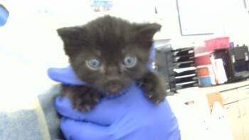 LUFFY -  Domestic Medium Hair Cat for Adoption in Dallas, Texas - LUFFY | PetCurious