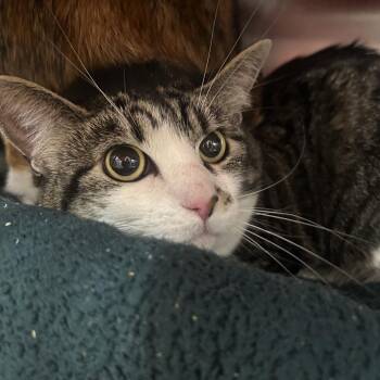 Hush Puppies -  Domestic Short Hair Cat for Adoption in Salt Lake City, Utah - Hush Puppies | PetCurious