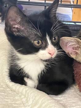 Domestic Short Hair Cats Available for Adoption in Lunenburg, Massachusetts - Aiden | PetCurious