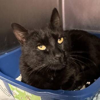 Domestic Short Hair Cats Available for Adoption - Juliana  | PetCurious