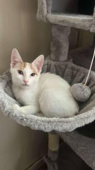 BIJOU -  Domestic Short Hair Cat for Adoption in Santa Ana, California - BIJOU | PetCurious
