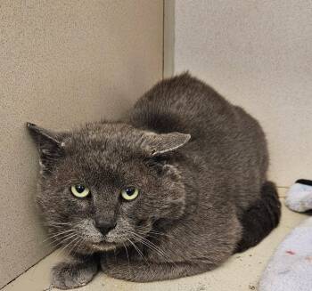 Domestic Short Hair Cats Available for Adoption - Meatloaf | PetCurious