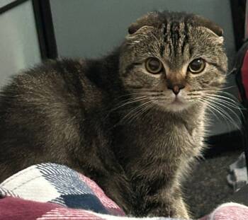 Rescue Scottish Fold Cats for Adoption in Snow Hill, Maryland - Jay | PetCurious