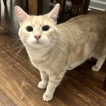 Peach @PAWZ pet cafe -  Domestic Short Hair Cat for Adoption in Carmel, Indiana - Peach @PAWZ Pet Cafe | PetCurious