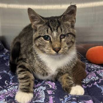 Ladle -  Domestic Short Hair Cat for Adoption in East Hanover, New Jersey - Ladle | PetCurious
