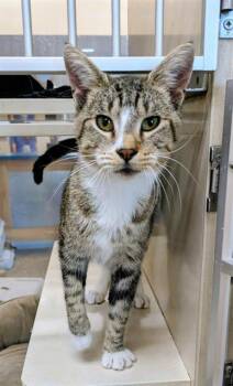CLEO -  Domestic Short Hair Cat for Adoption in Frisco, Colorado - CLEO | PetCurious