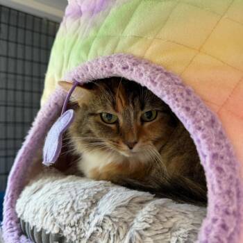 Trixie -  Domestic Long Hair Cat for Adoption in Ruckersville, Virginia - Trixie | PetCurious