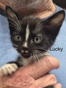 Lucky -  Domestic Short Hair Cat for Adoption in The Woodlands, Texas - Lucky | PetCurious