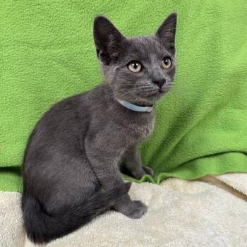 Chris Farley -  Domestic Short Hair Cat for Adoption in Hawthorne, California - Chris Farley | PetCurious