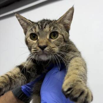 Latona -  Domestic Short Hair Cat for Adoption in New York, New York - Latona | PetCurious