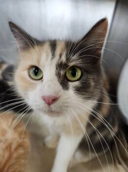 Rescue Domestic Long Hair Cats for Adoption in Cincinnati, Ohio - Trail Mix | PetCurious