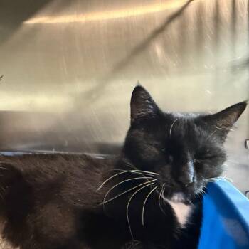Mittens-Mom -  Domestic Short Hair Cat for Adoption in Cedaredge, Colorado - Mittens-Mom | PetCurious