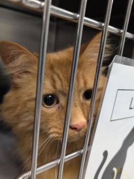 Domestic Long Hair and Domestic Short Hair Cats Available for Adoption - Nini | PetCurious