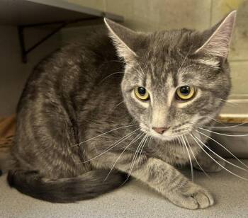 *Mayhem* -  Domestic Short Hair Cat for Adoption in Salt Lake City, Utah - *Mayhem* | PetCurious