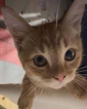 Beal (Available November 2026) -  Domestic Short Hair Cat for Adoption in Clarksville, Virginia - Beal (Available November 2026) | PetCurious