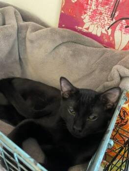 Mario -  Domestic Short Hair Cat for Adoption in Little Rock, Arkansas - Mario | PetCurious