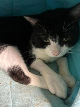 Bob Pepe -  Domestic Short Hair Cat for Adoption in Windsor, Connecticut - Bob Pepe | PetCurious