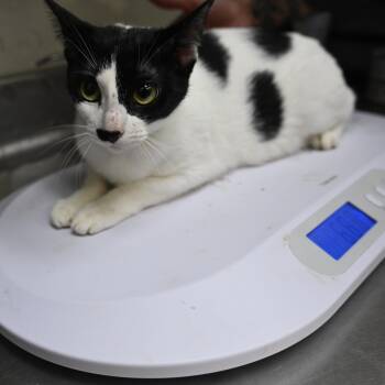 Rescue Domestic Short Hair Cats for Adoption in Galveston, Texas - Sneezy | PetCurious