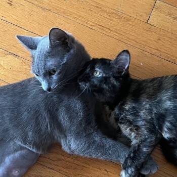 Rescue Domestic Short Hair Cats for Adoption in Chicago, Illinois - Daffodil & Daisy - We're A Bonded Pair! | PetCurious
