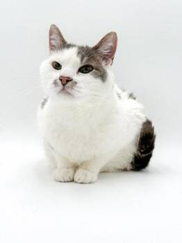 Domestic Short Hair Cats Available for Adoption in Bowling Green, Kentucky - Smoke | PetCurious