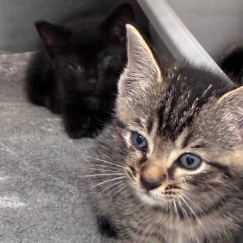 Professor Plum -  Domestic Short Hair Cat for Adoption in Auburn, Alabama - Professor Plum | PetCurious
