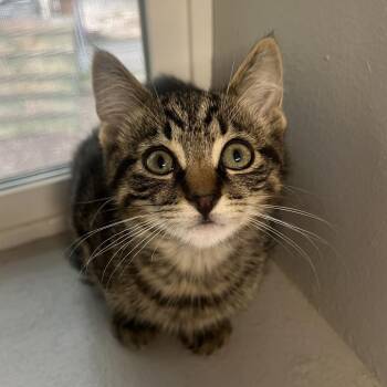 Zenitsu -  Domestic Short Hair Cat for Adoption in Puslinch, Ontario - Zenitsu | PetCurious