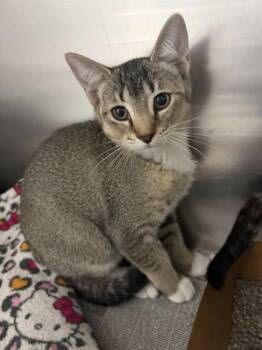 Domestic Short Hair Cats Available for Adoption in North Miami Beach, Florida - Aria | PetCurious