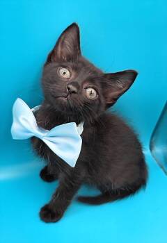 Theo -  Domestic Short Hair and Bombay Cat for Adoption in Magnolia Springs, Alabama - Theo | PetCurious