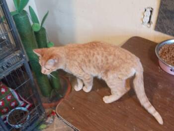 Domestic Short Hair Cats Available for Adoption - Mr Toaster | PetCurious