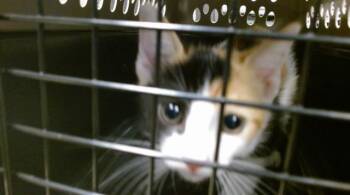 A476352 -  Domestic Short Hair Cat for Adoption in Oklahoma City, Oklahoma - A476352 | PetCurious