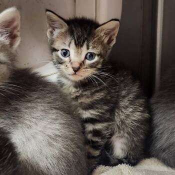 Domestic Medium Hair Cats Available for Adoption in Evensville, Tennessee - Lila | PetCurious