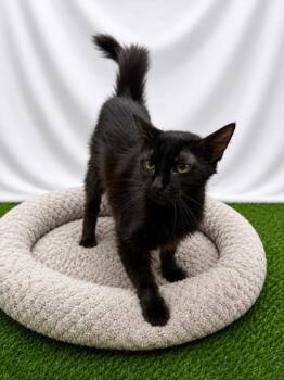 Cassidy -  Domestic Long Hair Cat for Adoption in Covington, Louisiana - Cassidy | PetCurious