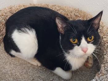 Rescue Domestic Short Hair Cats for Adoption in Gold Beach, Oregon - Zambia | PetCurious