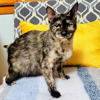 Rescue Tabby Cats for Adoption in Syracuse, New York - Summer And Kittens | PetCurious