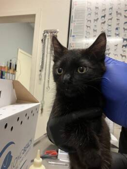 YOSON -  Domestic Short Hair Cat for Adoption in Long Beach, California - YOSON | PetCurious