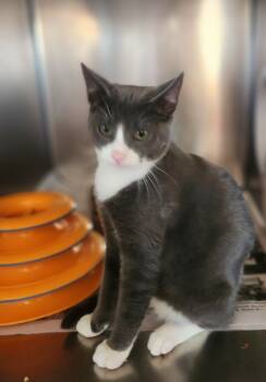 Rescue Domestic Short Hair Cats for Adoption in Cleveland, Tennessee - Romeo | PetCurious