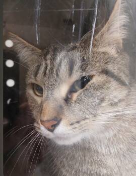 Domestic Short Hair Cats Available for Adoption - Blu | PetCurious