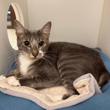 Michi -  Domestic Short Hair Cat for Adoption in West Palm Beach, Florida - Michi | PetCurious