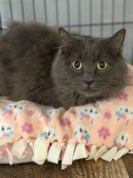 LEXIE -  Domestic Long Hair Cat for Adoption in Algona, Iowa - LEXIE | PetCurious