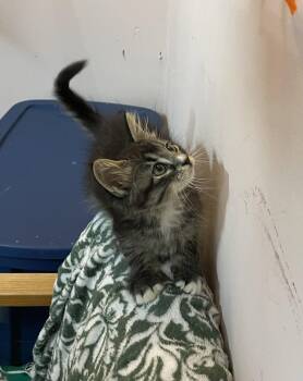 Patrick -  Domestic Long Hair Cat for Adoption in Stover, Missouri - Patrick | PetCurious