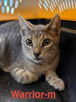 Warrior 26 -  Tabby and Domestic Short Hair Cat for Adoption in Brookhaven, Mississippi - Warrior 26 | PetCurious