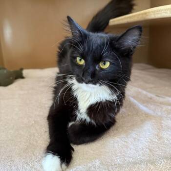 Starbie -  Domestic Medium Hair Cat for Adoption in Flagstaff, Arizona - Starbie | PetCurious