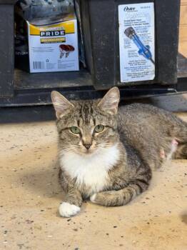 Minnie -  Domestic Short Hair Cat for Adoption in Rossville, Georgia - Minnie | PetCurious