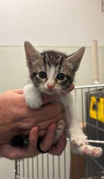 WAFFLES -  Domestic Short Hair Cat for Adoption in Forney, Texas - WAFFLES | PetCurious